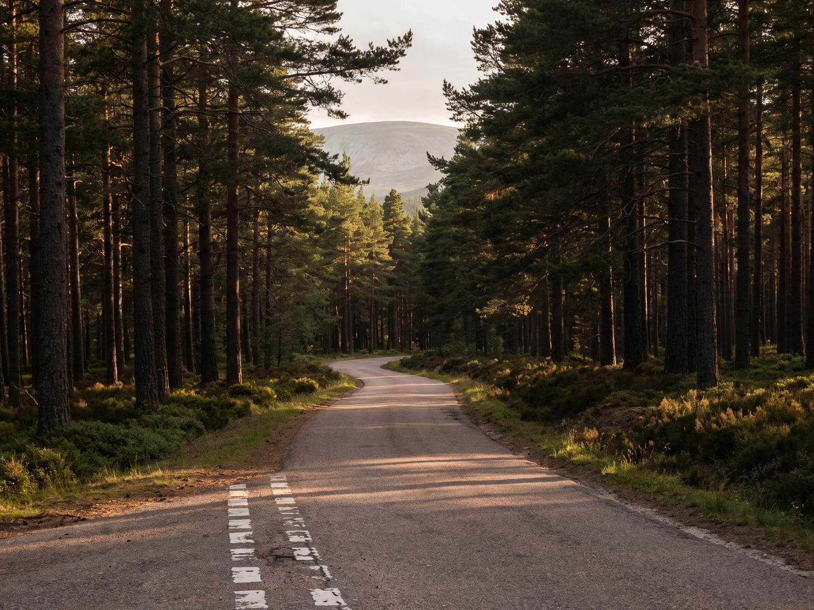 Near Aviemore: a narrow, well surfaced tarmac road curving through ancient Scots pine forest in the Cairngorms National Park, Scotland