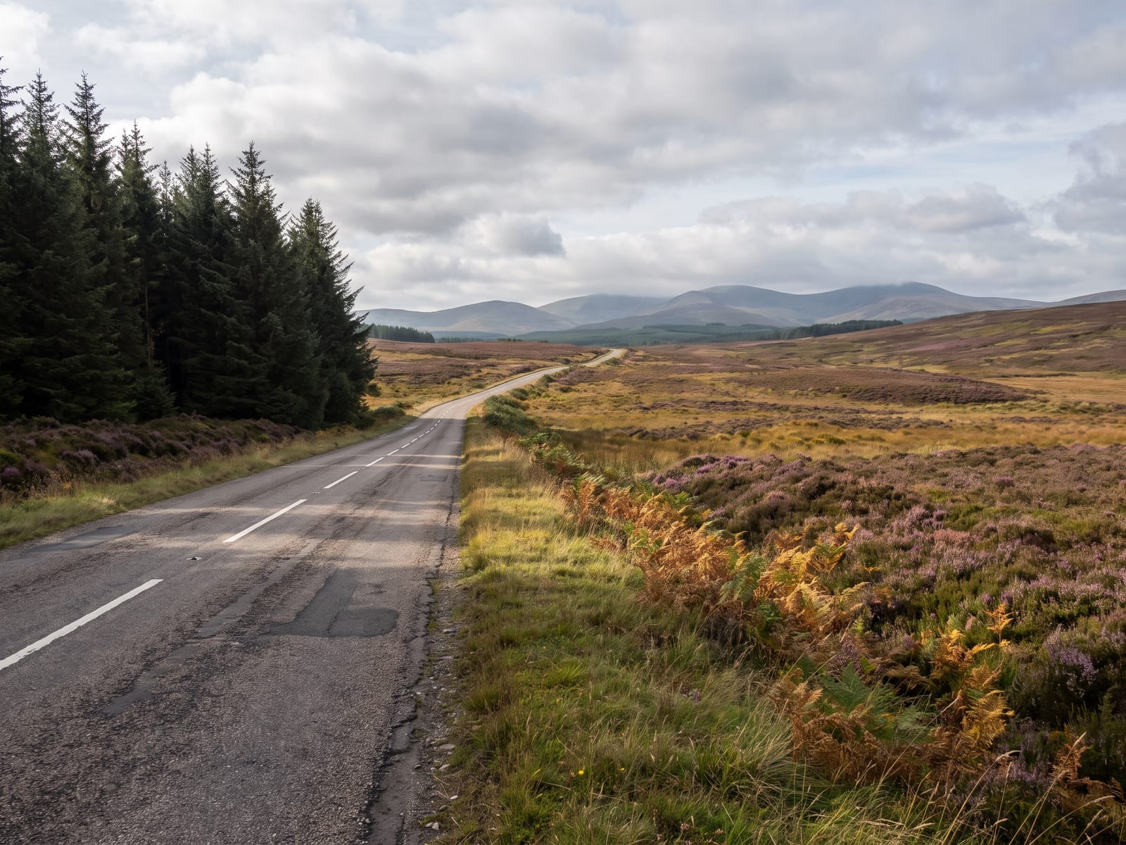 A narrow tarmac road winding out of a dark spruce plantation onto open heather moorland in North Wales, a pale ribbon of road with soft grass verges and a distant line of hills under broken cloud