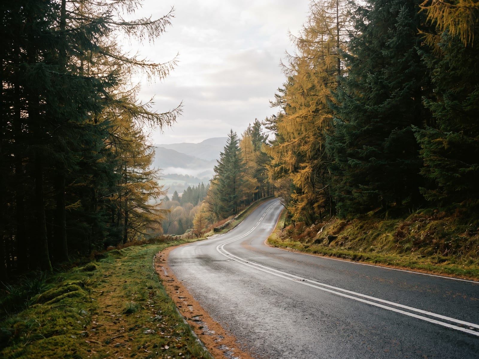 Near Keswick: a smooth two-lane road climbing through dense conifer forest on a hillside in the Lake District, Cumbria
